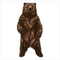 Brown bear. Vector illustration isolated on white background