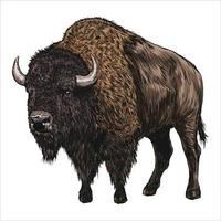 Hand drawing of American bison on a white background. Buffalo in vintage engraving style. Vector retro illustration.