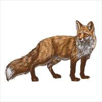 Standing fox isolated on a white background. Body side view, head in full face. Stock vector illustration. Forest animal.