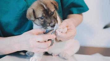 controle de adem. mannetje dierenarts in werk uniform luisteren naar de adem van een klein hond met een phonendoscope in veterinair kliniek. huisdier zorg concept video