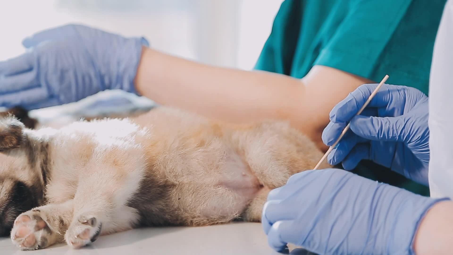 Checking the breath. Male veterinarian in work uniform listening to the
