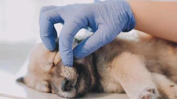Überprüfung des Atems. Männlicher Tierarzt in Arbeitsuniform, der den Atem eines kleinen Hundes mit einem Phonendoskop in der Tierklinik hört. Haustierpflegekonzept video