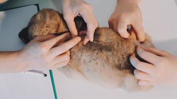 verificando a respiração. veterinário masculino em uniforme de trabalho, ouvindo a respiração de um cachorro pequeno com um estetoscópio na clínica veterinária. conceito de cuidados com animais de estimação video