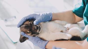 comprobando la respiración. veterinario masculino con uniforme de trabajo escuchando el aliento de un perro pequeño con un fonendoscopio en una clínica veterinaria. concepto de cuidado de mascotas