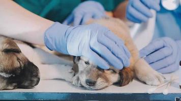 Überprüfung des Atems. Männlicher Tierarzt in Arbeitsuniform, der den Atem eines kleinen Hundes mit einem Phonendoskop in der Tierklinik hört. Haustierpflegekonzept video