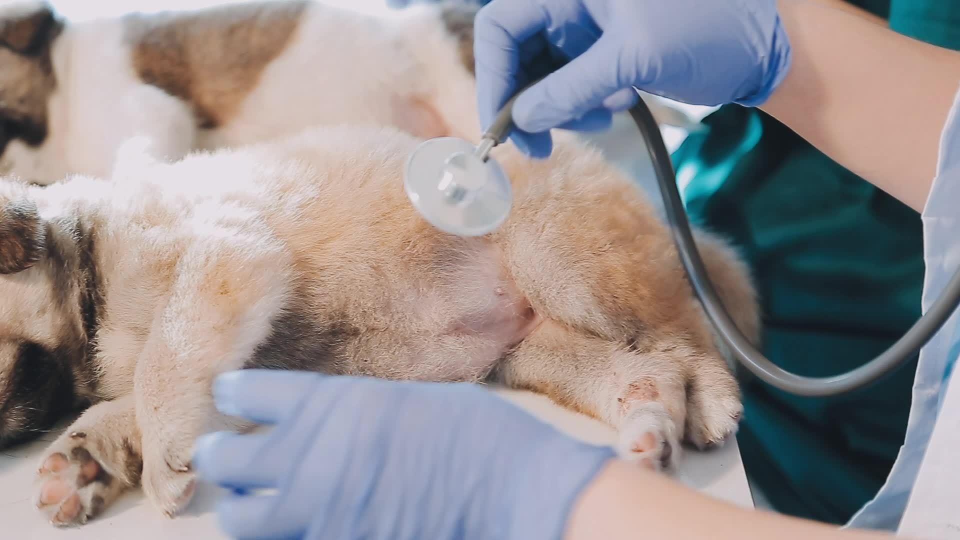 Checking the breath. Male veterinarian in work uniform listening to the