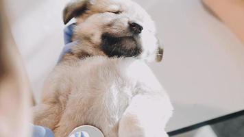 Überprüfung des Atems. Männlicher Tierarzt in Arbeitsuniform, der den Atem eines kleinen Hundes mit einem Phonendoskop in der Tierklinik hört. Haustierpflegekonzept video