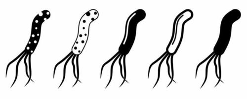 conjunto de iconos de bacterias helicobacter pylori aislado sobre fondo blanco vector