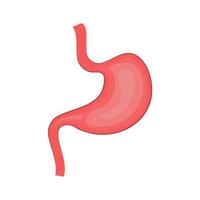 Human stomach. Digestive system, Internal organ, anatomy. isolated vector illustration. Digestive system