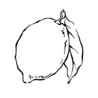 Hand drawn lemon with leaf black and white outline vector illustration.