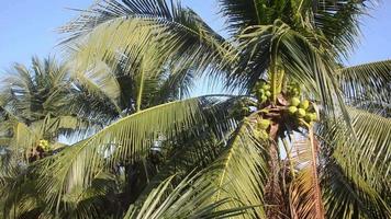 kokos träd i trädgård på himmel bakgrund video