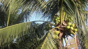 árbol de coco en el jardín sobre fondo de cielo video