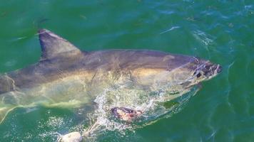 imagen del gran tiburón blanco en la superficie del agua foto