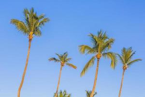 Picture of coconut palm trees in front of blue sky photo