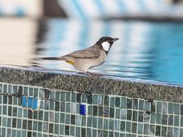 imagen de pájaro sentado en el borde de la piscina en dubai foto