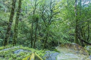 Dense and green forest in Killarney National Park in Ireland photo