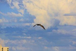 Flying Pelican bird watching for fish at shore of Gulf of Mexico in Florida in spring photo