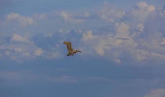 Flying Pelican bird watching for fish at shore of Gulf of Mexico in Florida in spring photo