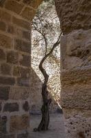 Young tree grow in Lisbon castle in Portugal photo