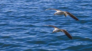 Close up picture of two flying seagulls over water photo