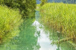 imagen de caña verde en la orilla del lago wissensee en austria durante el día en otoño foto