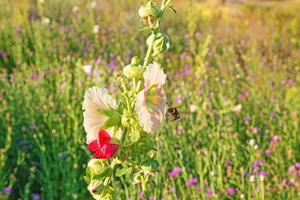 Picture of a bumblebee collecting nectar from a hollyhock photo