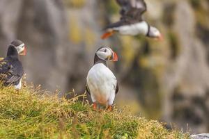 Portrait of Atlantic puffin during daytime on Iceland photo