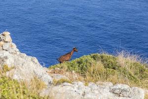 stand de cabra salvaje en la cima de un acantilado en la isla de mallorca foto