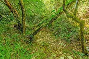 Pictures of a hike through dense green forest along a dried riverbed in Skarline Nature Park in Istria photo