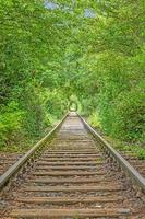 Image along a disused railroad line through a densely overgrown forest during the day photo