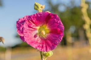 Close up picture of a red colored hollyhock blossom with blue sky and blurred trees in the background photo