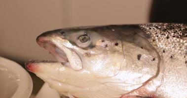 peixe salmão inteiro na cozinha para menu japonês de sushi - close-up extremo, câmera lenta video