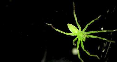 A green spider glowing on it's invisible web in the dark - close up video