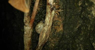 un escargot et un ver se cachant dans la branche desséchée d'un arbre attaché à un mur de béton - gros plan video