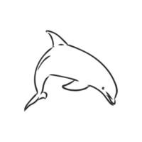 dolphin vector sketch