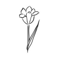 flower vector sketch