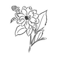 bosquejo del vector de la flor