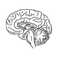 bosquejo del vector del cerebro