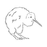 bosquejo del vector del pájaro del kiwi