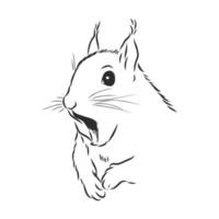 squirrel vector sketch