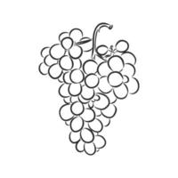 dibujo vectorial de uvas vector