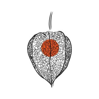 dibujo vectorial de physalis vector