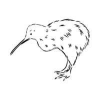 bosquejo del vector del pájaro del kiwi