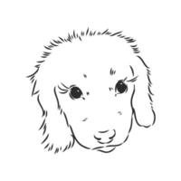 dog vector sketch