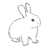 hare vector sketch