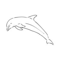 dolphin vector sketch