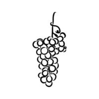 grapes vector sketch