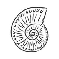 seashell vector sketch