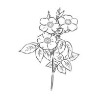 rosehip flower vector sketch