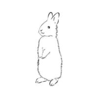 rabbit vector sketch